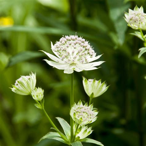 Astrantia White Giant Ubicaciondepersonascdmxgobmx