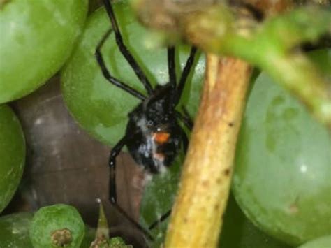 How to kill black widow spiders. Black widow spider nest discovered in bunch of grapes ...