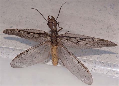 Female Dobsonfly Americas New Top Model Whats That Bug