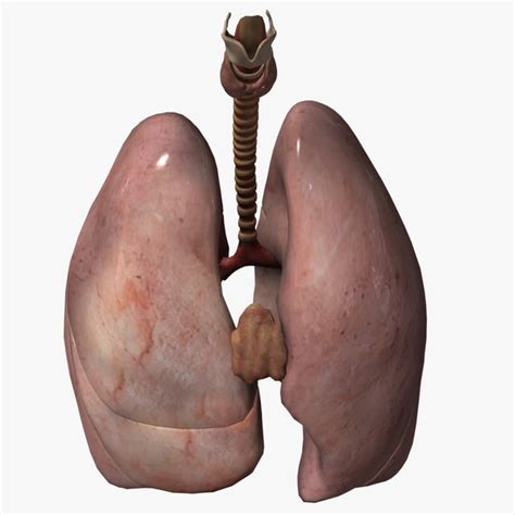 Maya Lungs Origin