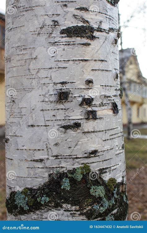The Birch Tree Close Up View Of Birch Bark For Background Texture