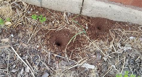 How To Fill Chipmunk Holes In Yard Bios Pics