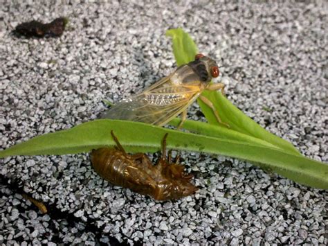 Divinebunbuns Rugged Rural Missouri The 13 Year Cicadas Emerge