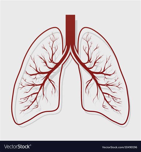 Human Lung Anatomy Royalty Free Vector Image Vectorstock