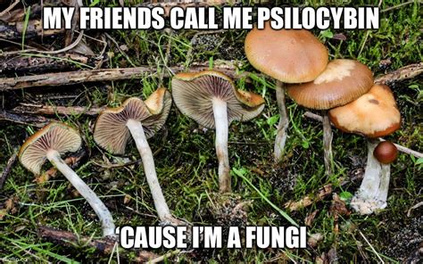 Magic Mushrooms Imgflip