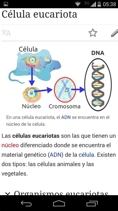 En Donde Se Encuentra El Adn En La Celula Eucariota Consejos Celulares