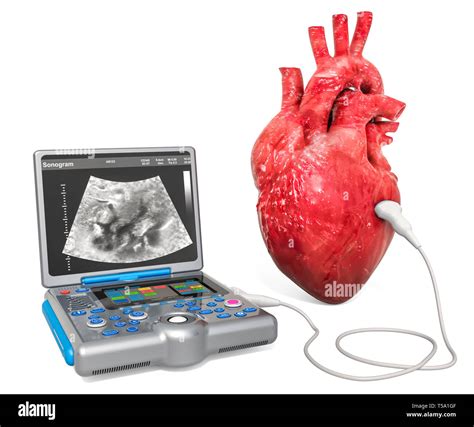 Cardiac Ultrasound Concept Human Heart With Medical Ultrasound