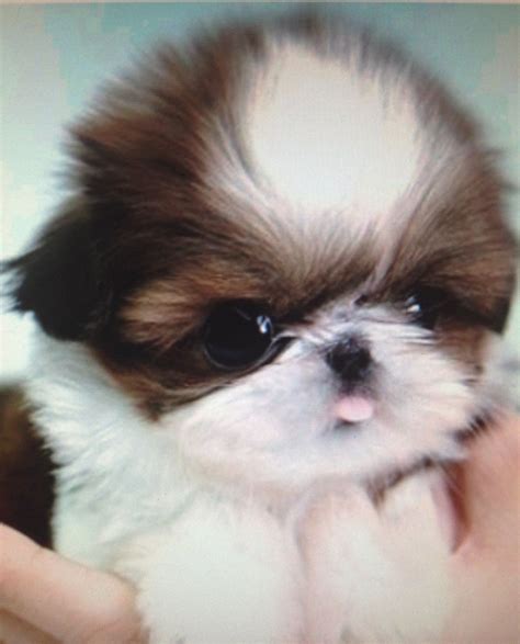 Shih Tzu Affectionate And Playful With Images Baby Shih Tzu