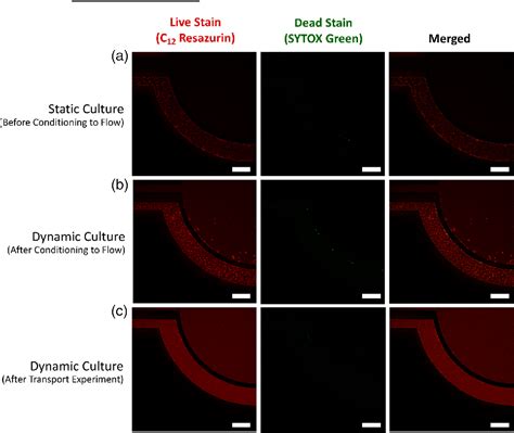 Figure 5 From A Microfluidic Model Of Human Brain μhub For Assessment