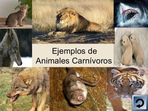 Lista De Animales Carnívoros ¡ejemplos Y CaracterÍsticas