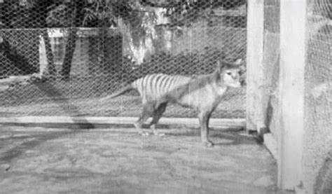 Previously Unseen Video From 1935 Shows Last Living Tasmanian Tiger