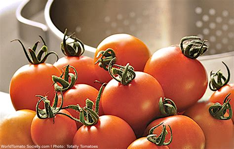 Orange Zinger F1 Hybrid Tomato A Comprehensive Guide World Tomato