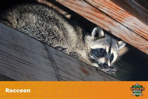 What Types Of Damage Can Raccoons Cause Aaac Wildlife Removal Of Houston