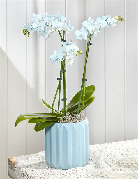 Marks And Spencer Catalogue Flowers From Marks And Spencer At