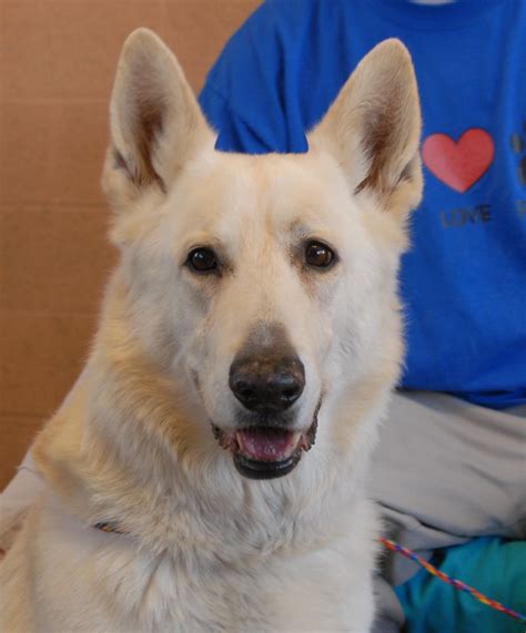 Booster A White German Shepherd For Adoption