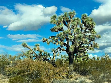 Joshua Tree Forest Parkway Scenic Route 93 Arizona A Cork Fork