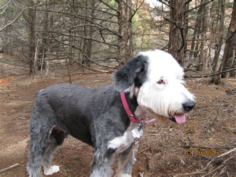 Fiona In The Wilderness With A Fresh Haircut Old English Sheepdog
