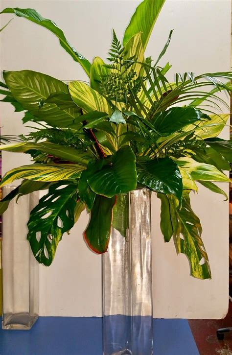 Tropicals By A Marc In Design Ft Lauderdale Fl Foliage Arrangements