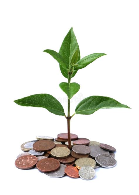 Money Tree Stock Image Image Of Sterling Foliage White 43211595