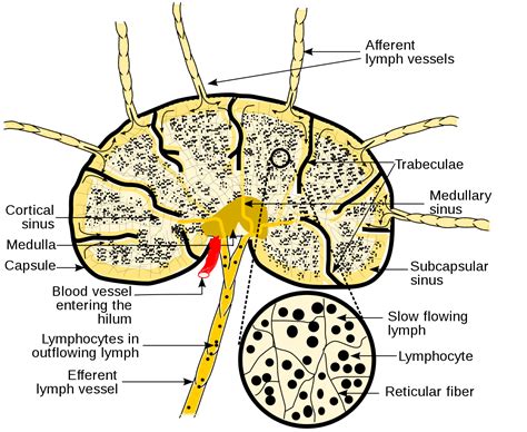Histology Of Lymph Node Spleen Thymus And Tonsil