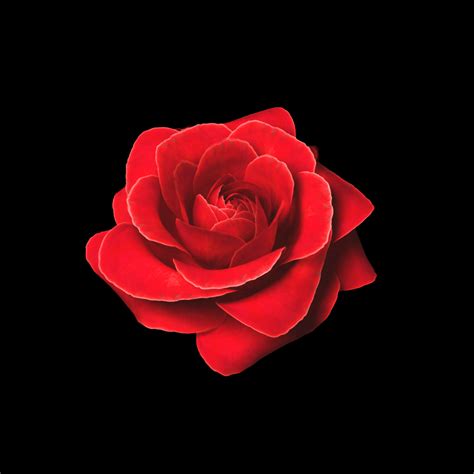 Animation Quicktime Rose Blooming Animation