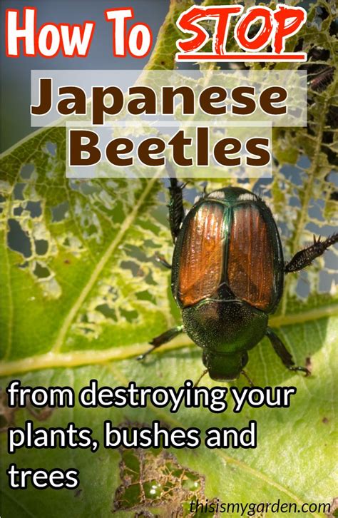 How To Stop Japanese Beetles From Destroying Your Plants Bushes