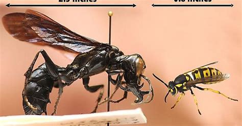 Warrior Wasp Discovered In 2011 Imgur