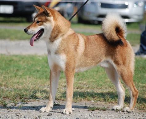 Dog Breed Shikoku Razas De Perros Perros Perro Japones