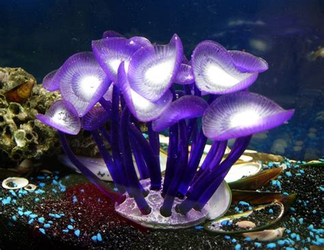Plants In Coral Reef Sea Plants Aquatic Plants Underwater Life