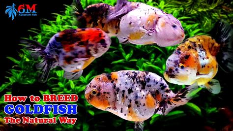 How To Breed Goldfish Naturally