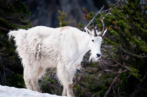 Lone Mountain Goat In Glacier National Park Glacier National Park