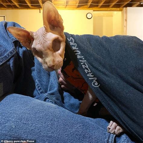 This Hairless Cat Who Had His Eyes Removed After Two Ulcers Is An