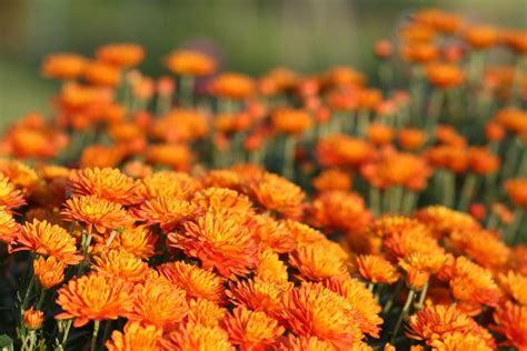 Growing Hardy Mums Chrysanthemums For Your Garden