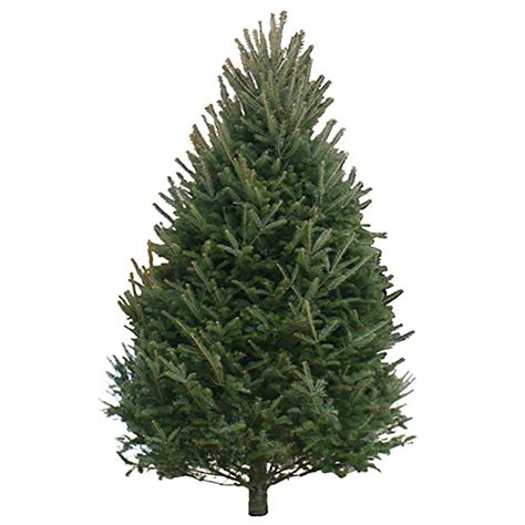 10 12 Ft Balsam Fir Real Christmas Tree