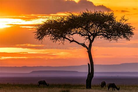 Gazelles Antelopes Sunset Grazing Savannah Grassland In The Maasai Mara