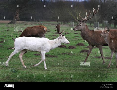 Rare White Fallow Deer Stag With Red Deer Stock Photo Alamy