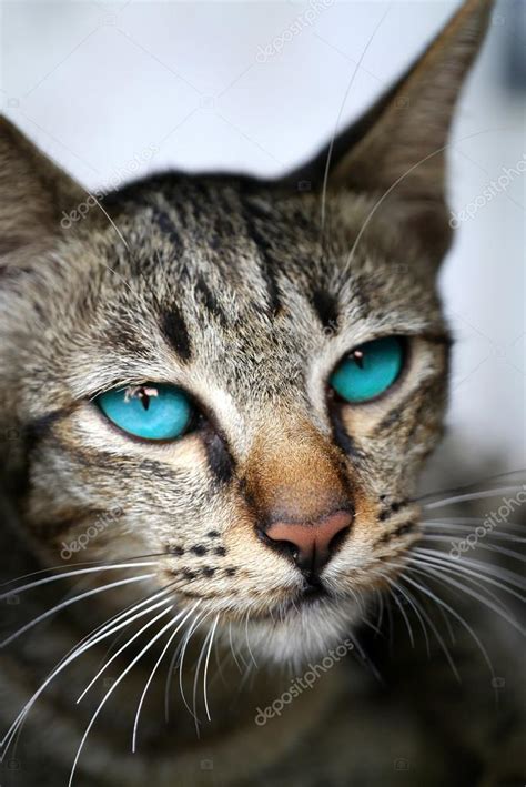 Blauwe Ogen Van Bengalen Kat ⬇ Stockfoto Rechtenvrije Foto Door