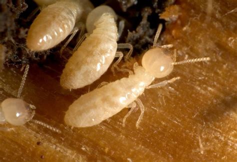 What Do Termite Larvae Look Like Identification And Control Guide