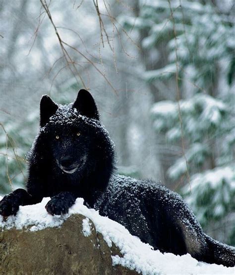 Snow And Black Wolf Photography By © Roni Chastain Wildgeography