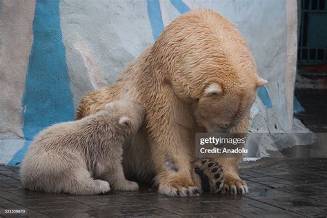 Polar Bear Cub Kai Plays With Her Mother Gerda In The Novosibirsk
