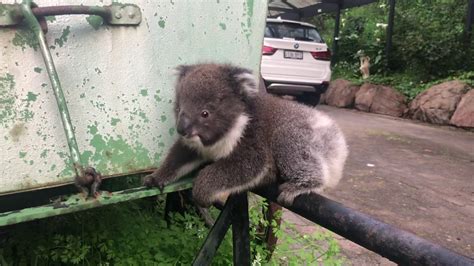 Cute Baby Koala Youtube