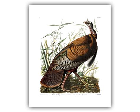 John James Audubon Wild Turkey Birds Of America Plate 1 The Ibis