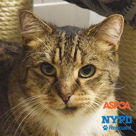 Silver whiskers is baa's special adoption campaign for older kitties. Adoptable Cats and Kittens | NYC | Adoption Center| ASPCA