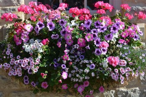 It grows best in the sun but also flowers in partial shade. Flower Boxes That Thrive in the Sun | Window box flowers ...