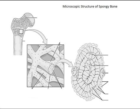 Microscopic Structure Of Spongy Bone Diagram Quizlet