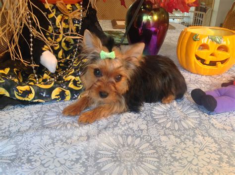 All my babies are raised in my home to guarantee socialization. yorkie wisconsin minnesota breeder Teacup Yorkie Puppies for Sale Yorkshire Terrier