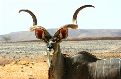 Kudu Description Habitat Image Diet And Interesting