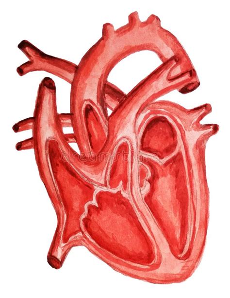 Une Partie Du Coeur Humain Anatomie Diastole Et Systole Remplir Et