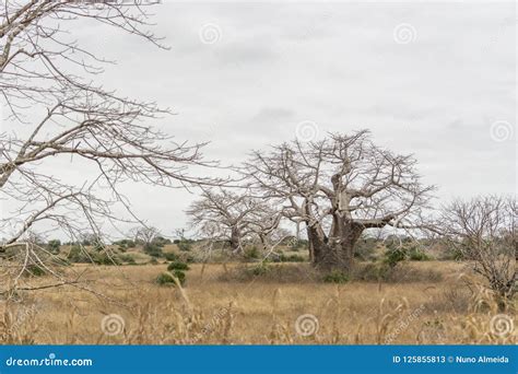 Savanna Landscape On Kissama Angola Stock Image Image Of Angola