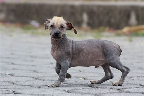 10 Rare Hairless Dog Breeds All Hairless Dogs